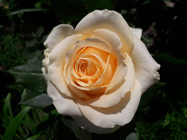 6985cde6b8267c54ce535bdcd592db78 Фото отзывы