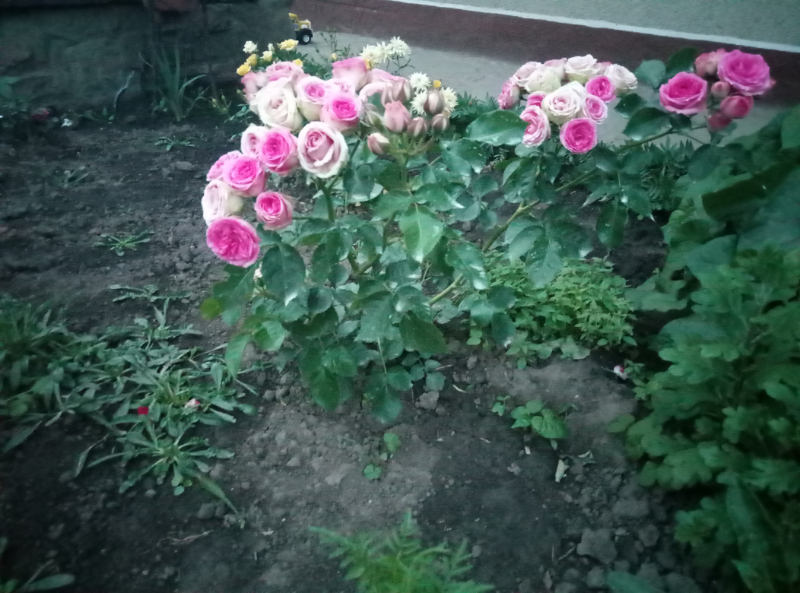 o_1bl0voourlaf1ebf1gtjlshtedb Фото отзывы