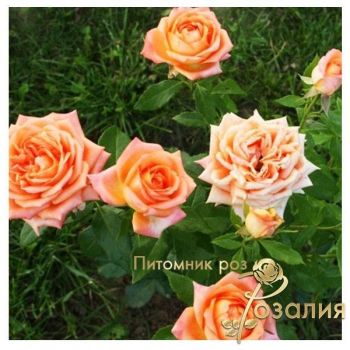 Американские розы