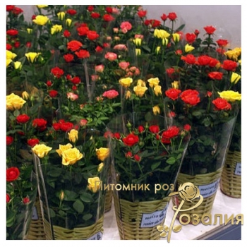 Бордюрные розы