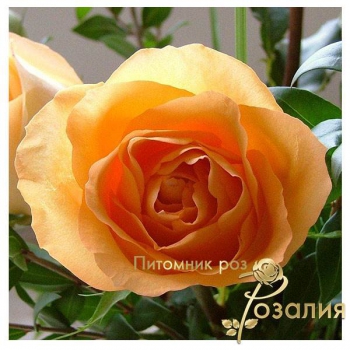 Чайная роза
