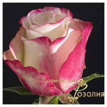 Чайно-гибридные розы