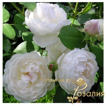 Голландские розы