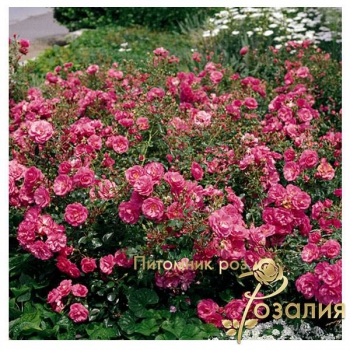 Клумбовые розы