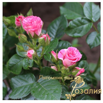 Полиантовые розы