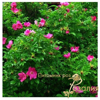 Роза морщинистая