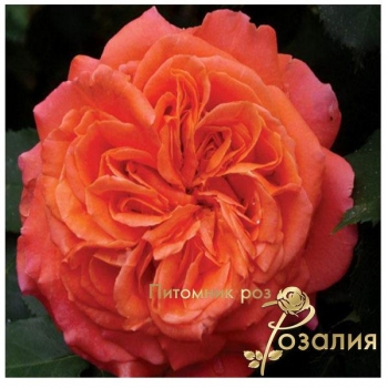 Шрабы розы