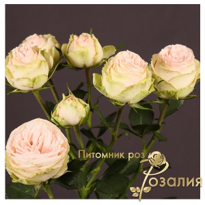 Роза Galina (Галина)