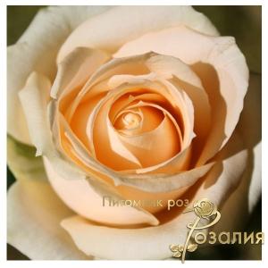Peach Avalanche (Пич Аваланч)