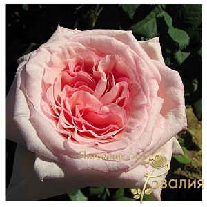 Роза Pink O’Hara (Пинк Охара)