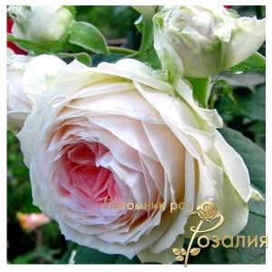 Pompon Flower Circus (Помпон Фловер Циркус)