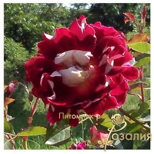 Роза Sparkling Ruffles (Спарклин Раффлз)