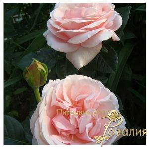 Aphrodite (Афродита)