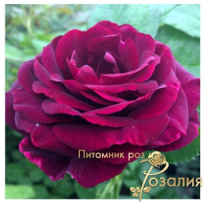Ebb Tide (Эбб Тайд)