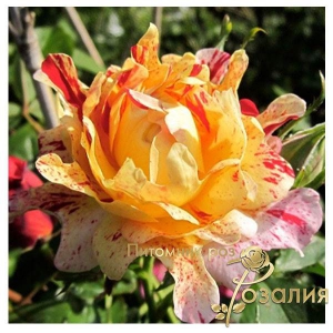 Nimet (Нимэ)