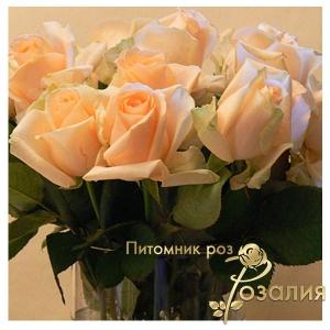 Peach Avalanche (Пич Аваланч)