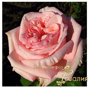Роза Pink O’Hara (Пинк Охара)
