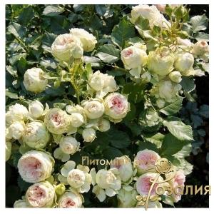 Pompon Flower Circus (Помпон Фловер Циркус)