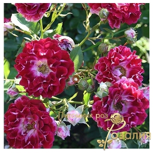 Роза Sparkling Ruffles (Спарклин Раффлз)