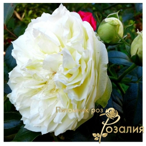 роза Wedding Piano /Веддинг Пиано/