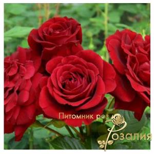Isabelle Renaissance (Изабель Ренессанс)