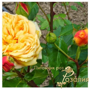 Роза 100 Idees Jardin (100 Идей Сада)