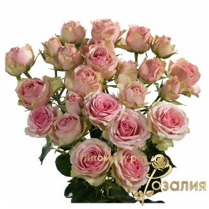 Роза Dinara (Динара)