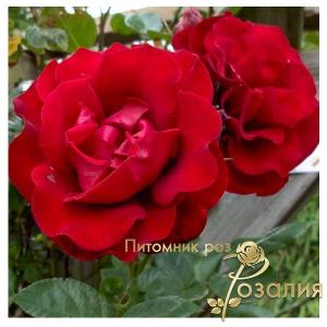 Santana (Сантана)