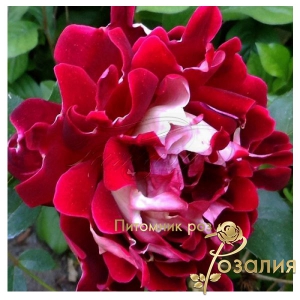 Роза Sparkling Ruffles (Спарклин Раффлз)