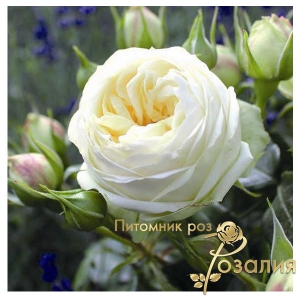 роза Wedding Piano /Веддинг Пиано/