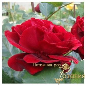 Isabelle Renaissance (Изабель Ренессанс)