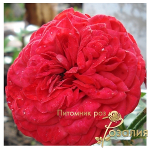 Роза Piano (Пиано)