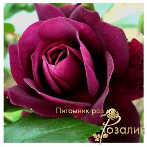 Burgundy Ice /Бургунди Айс/