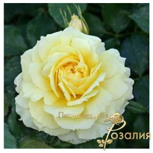 China Girl /Чайна Гел/