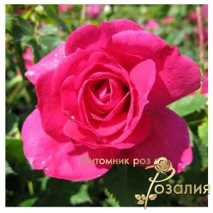 Emily /Эмили/