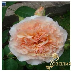 Froufroutante Jackie /Фроуфроутант Жаке/