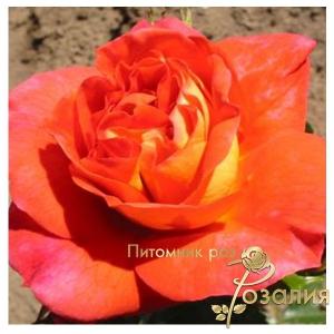 Gebruder Grimm /Гебрудер Гримм/