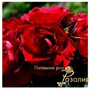 Hope for Humanity /Хоуп фо Хьюманити/