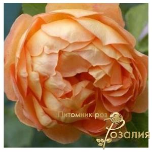 Lady of Shalott /Леди Шалотт/