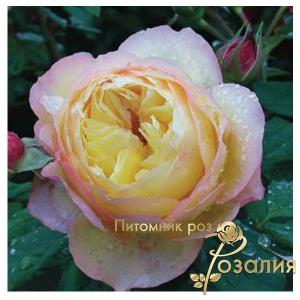 Risinq sun /Восходящее Солнце/