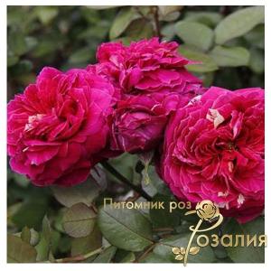 Romanza /Романза/