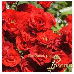 Scarlet Meillandecor /Скарлет Мейландекор/