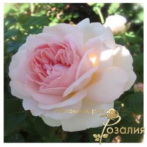 Sharifa Asma /Шарифа Асма/