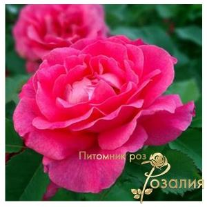 Sir John Betjeman /Сэр Джон Бенджамин/
