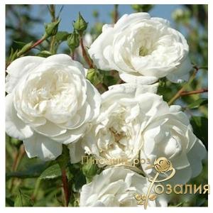 Swany /Cвани/