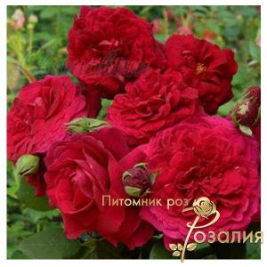 Tess of the d'Urbervilles /Тесс оф зе Дєрбервилльс/