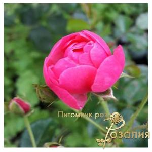 Angela /Ангела/