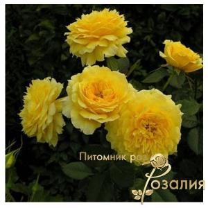 China Girl /Чайна Гел/