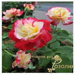 Double Delight /Дабл Дилайт/