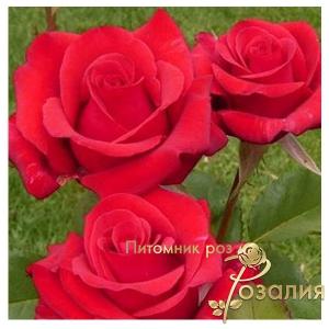Kardinal 85 /Кардинал/